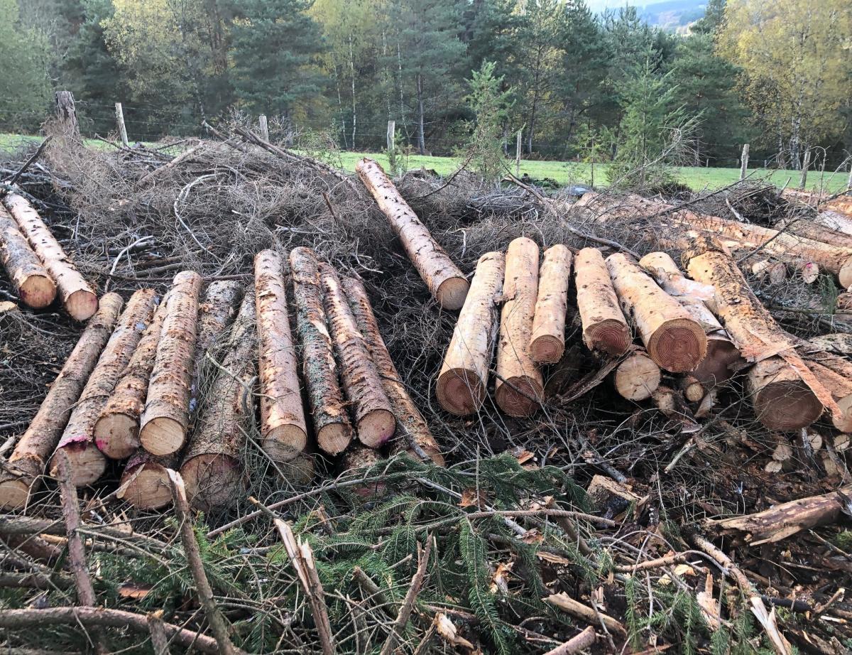 La filière bois dévoile enfin ses chiffres complets