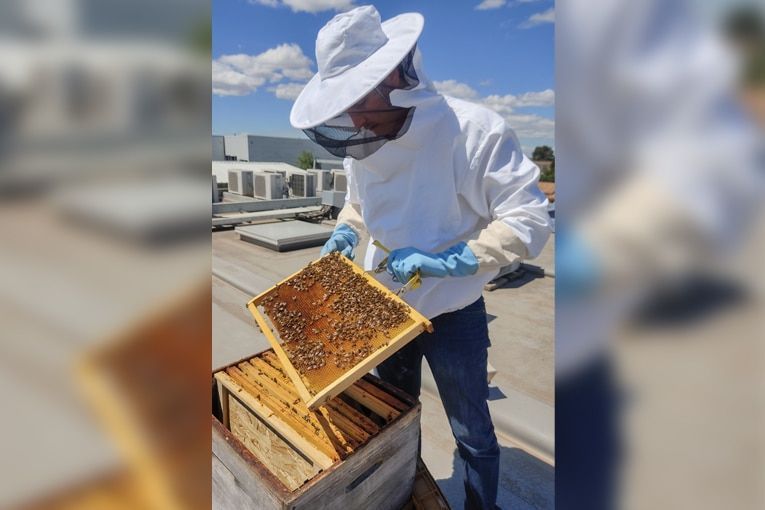 Hérault : Des abeilles sur le toit d’Arcade !