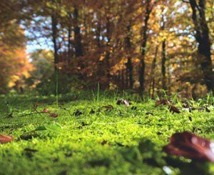 En Ile-de-France, un festival pour aborder la forêt et toutes ses facettes