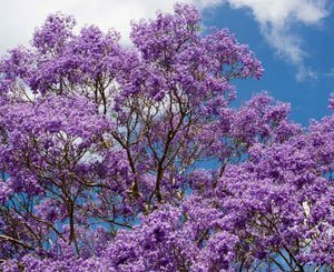 Chaque printemps, Lisbonne se pare de bleu et mauve à la floraison des jacarandas