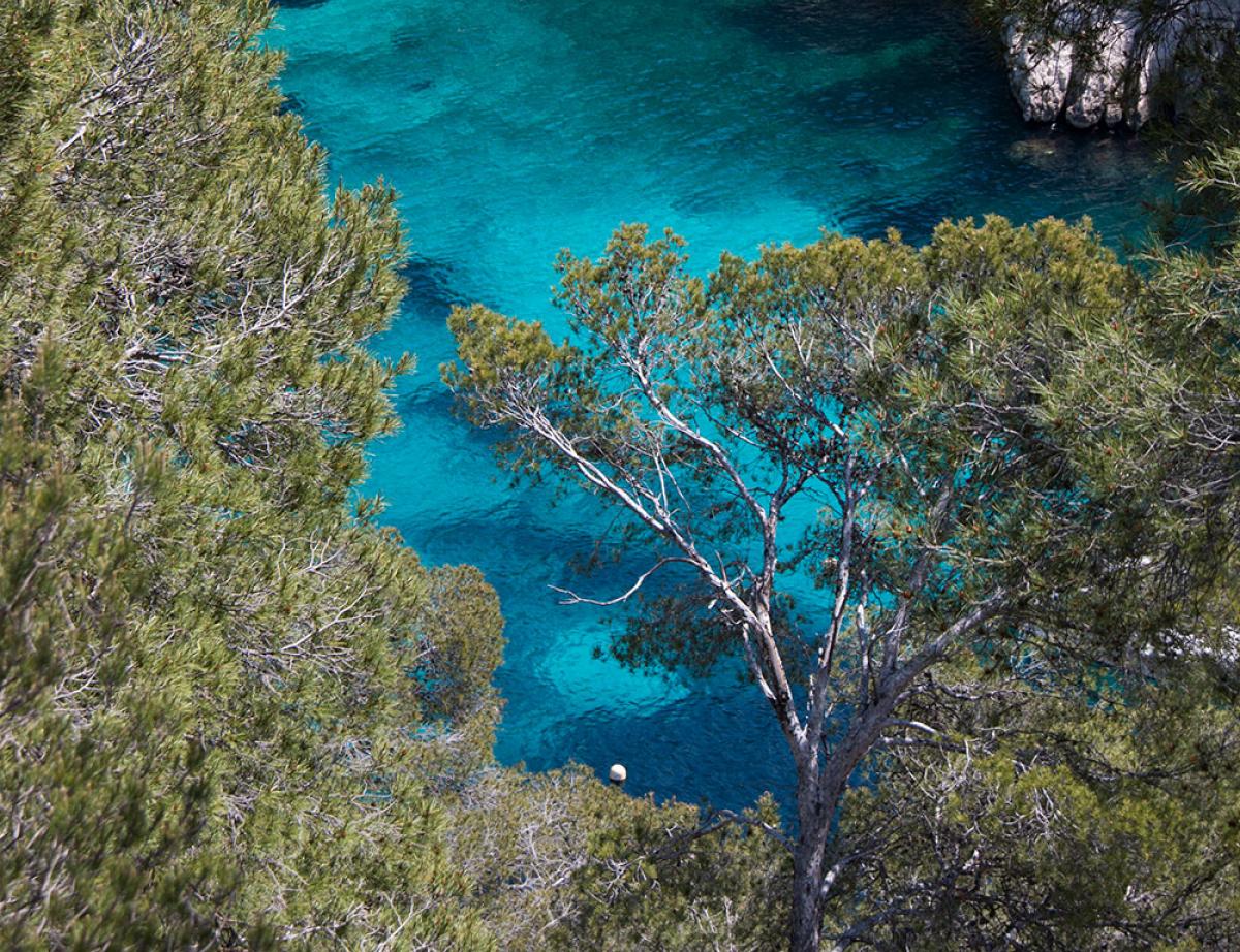 Enedis condamnée pour la destruction de plants dans le parc des calanques