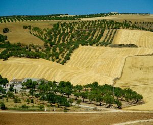 En Espagne, un village veut sauver ses oliviers face à l'essor du photovoltaïque