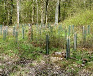 Le gouvernement signe une charte de reboisement pour une forêt française "plus résiliente"