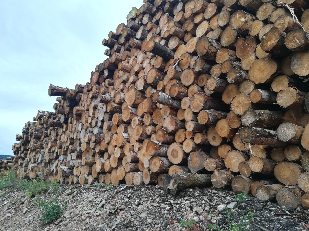 À l'heure de la relance, quelle place pour le bois-énergie ?