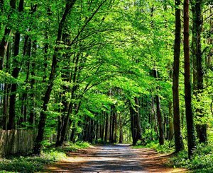Sur un site pollué près de Paris, la naissance d'une forêt d'un million d'arbres