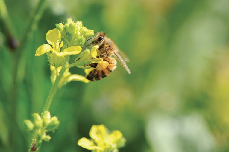 Le miel, les abeilles et les industriels