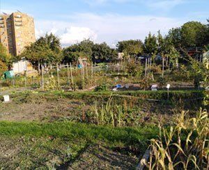 JO-2024 de Paris : mobilisation pour sauver des parcelles des jardins ouvriers d'Aubervilliers