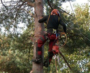 Un rapport fait 19 grandes recommandations pour l'avenir de la forêt et de la filière bois en France