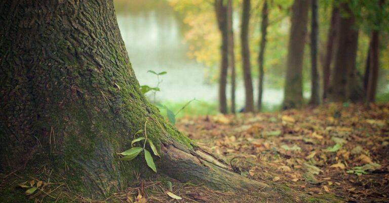 Investissement durable et solidaire : placer son argent dans des projets concrets et réellement vertueux