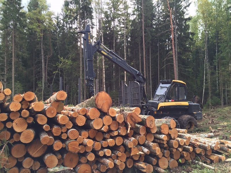 Transition écologique : les enjeux et les difficultés de la filière forêt-bois