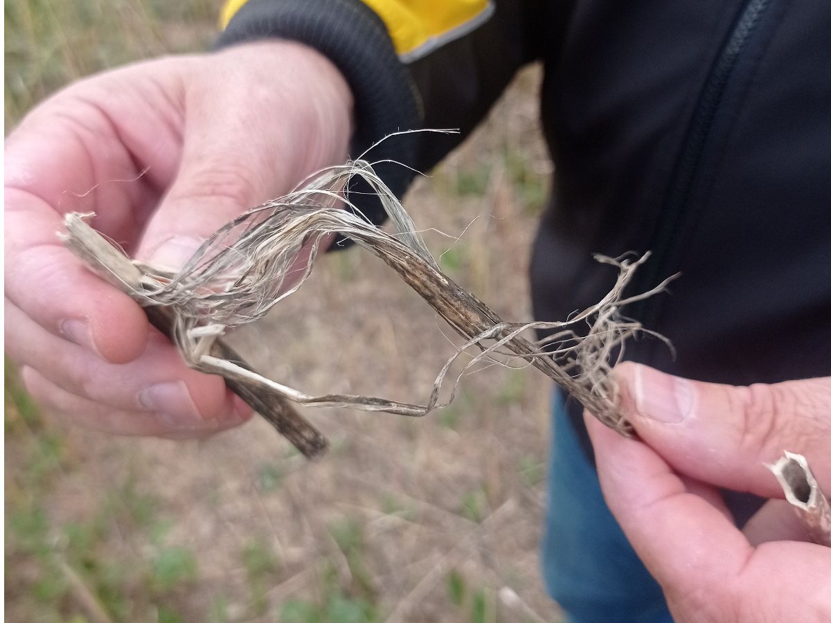 En Vendée, le chanvre trace son sillon sur le segment de l'isolation biosourcée